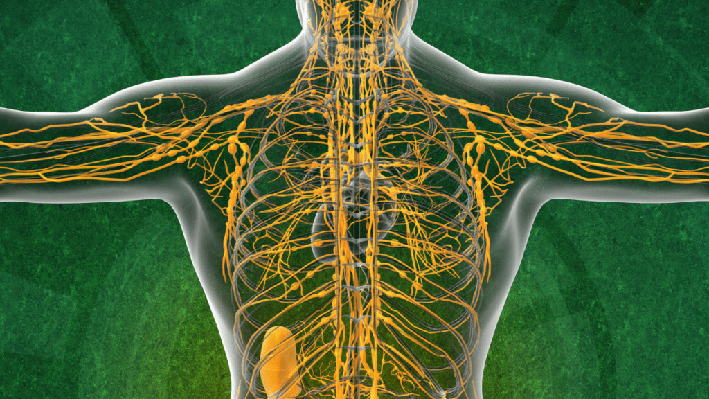 Essential Oils for Lymphatic Drainage