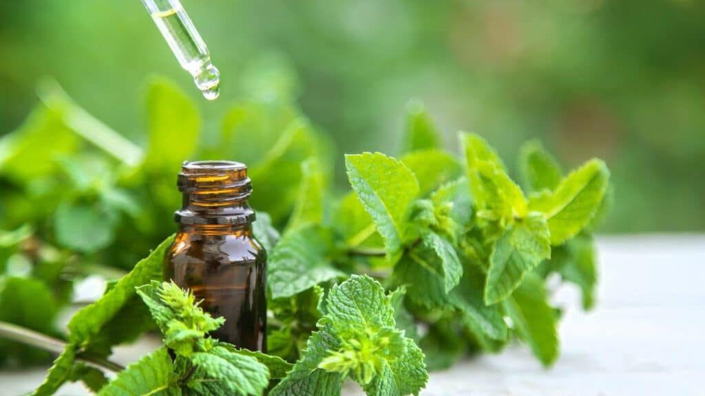 Peppermint oil for pain relief
