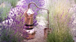 Extracting essential oil from plants